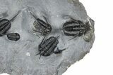 Impressive Cyphaspis Trilobite Cluster - Mrakib, Morocco #365711-2